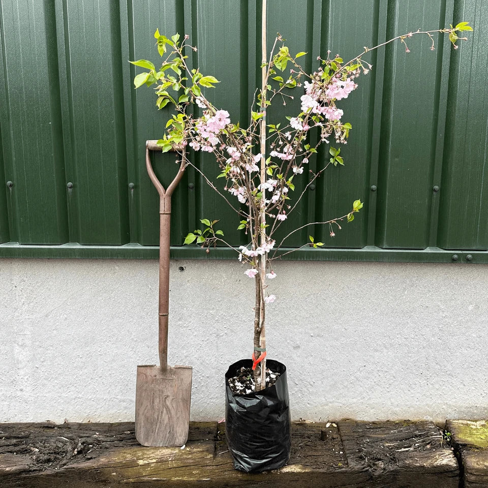 Prunus serrulata Kanzan Japanese Cherry Blossom Tree Ornamental Garden plant (4-5ft,9L Pot)
