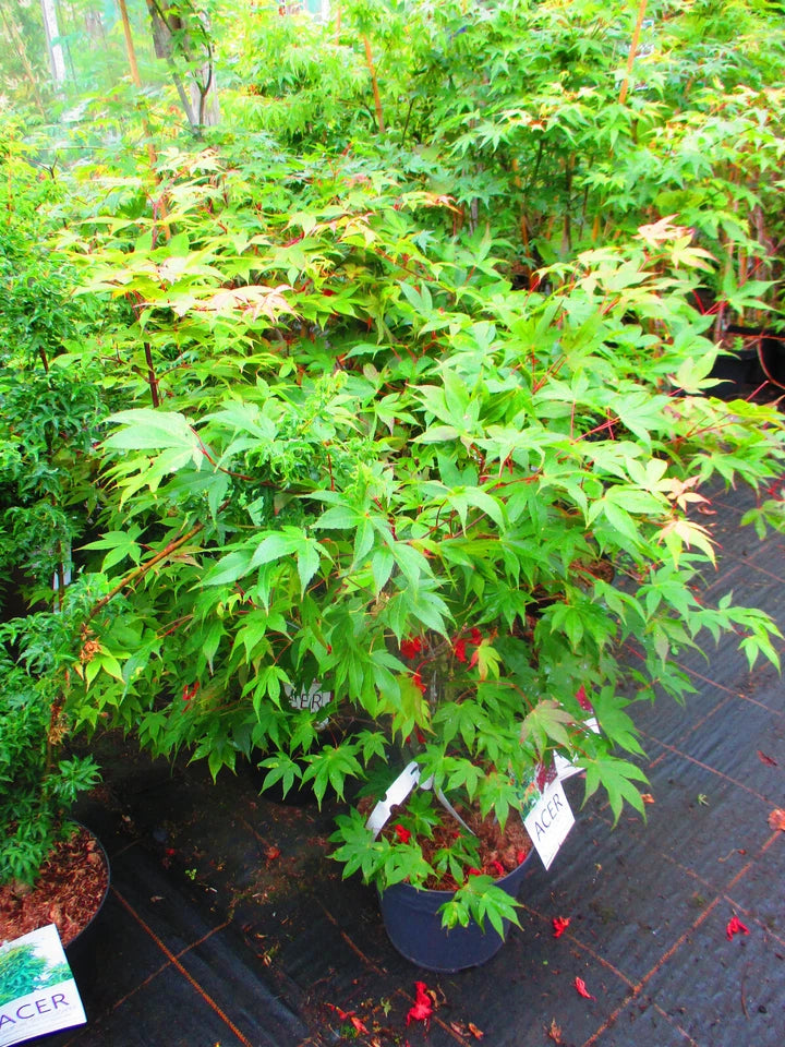 4ft inc. pot Japanese Maple Acer Osakazuki - 10litre