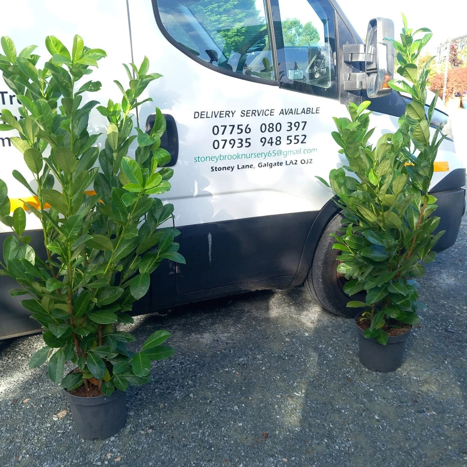 Laurel hedging plant(s) 20/30l pot 180-200cm height