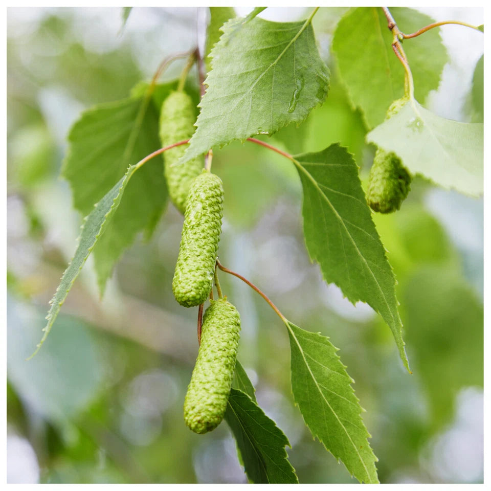 5 Silver Birch Native Trees 3-4ft Hedges Betula Pendula,2 Yr Old & Feathered