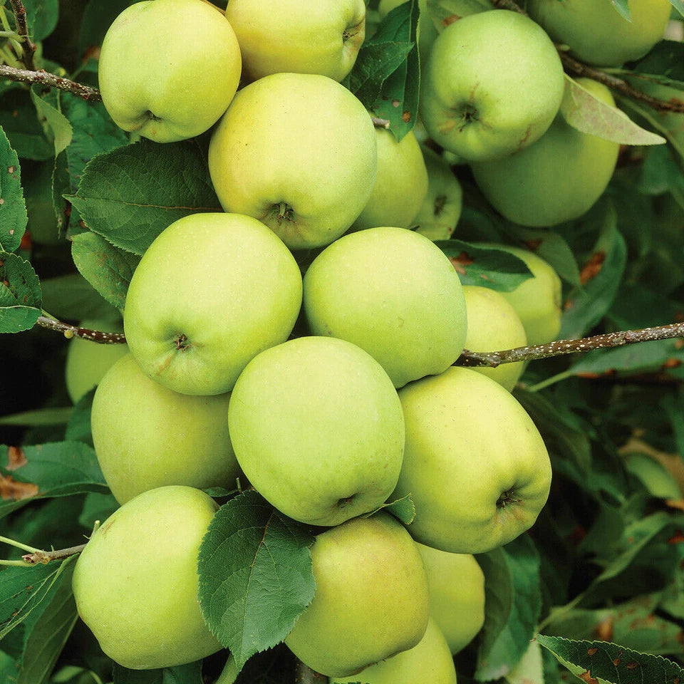 Patio Fruit Tree Plants Garden Collection 5 Different Varieties 5 x 9cm Pots