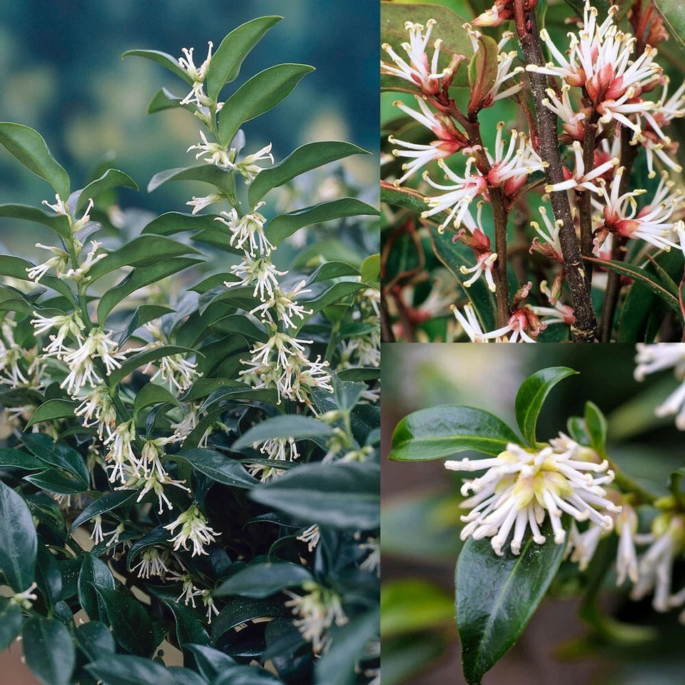 Sarcococca hookeriana Winter Gem Sweet Box 3Lt Pot Evergreen Plants