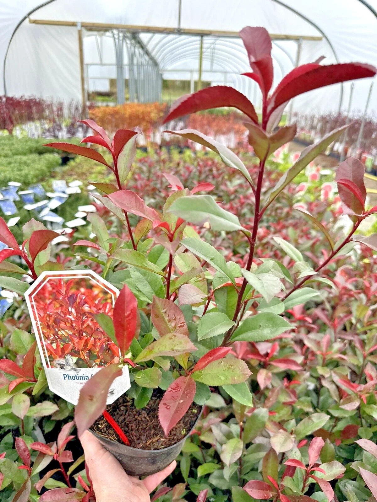 10x Photinia x fraseri Carre Rouge - Hedging - 40-60cm - 3 Litre Pot - Plant