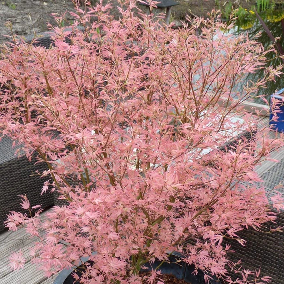Acer palmatum Taylor - Japanese Maple | Large Outdoor Garden Ready Tree in Pot