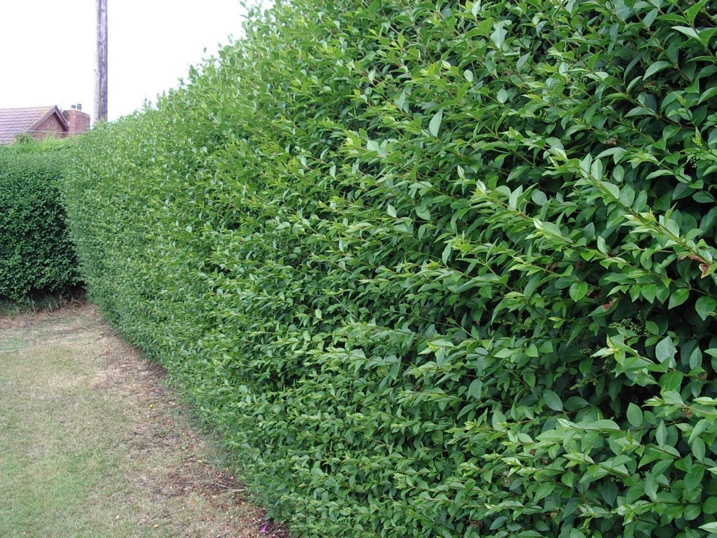 100 Green Privet Plants 3-4ft Tall, Evergreen Hedging, Grow a Quick, Dense Hedge