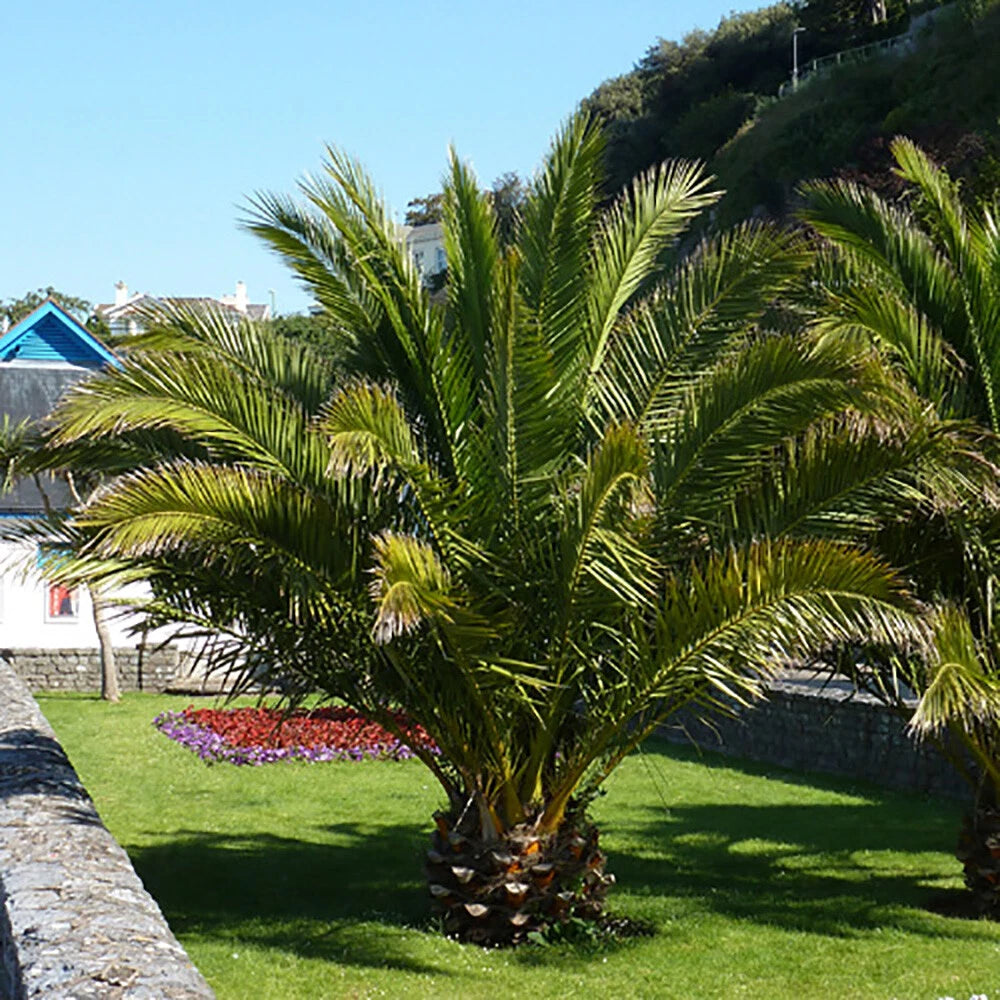 Hardy Phoenix palm 55-75cm in 14cm pot Single