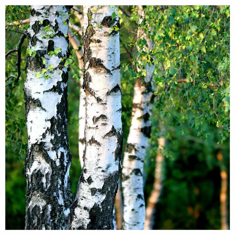 5 Silver Birch Native Trees 3-4ft Hedges Betula Pendula,2 Yr Old & Feathered