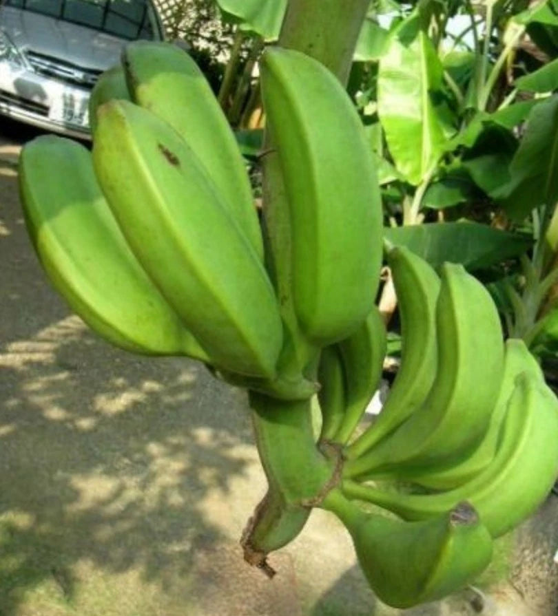 Banana Tree - one of the only hardy Edible banana fruits! Allotments etc!