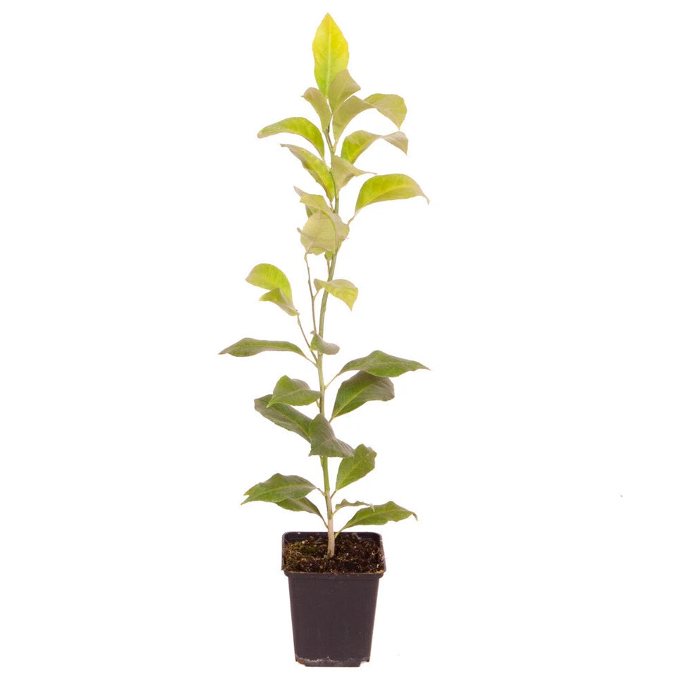 Citrus Fruit Tree, Lemon Citron, Fragrant Evergreen, 7?9cm Pot, Grow Your Own