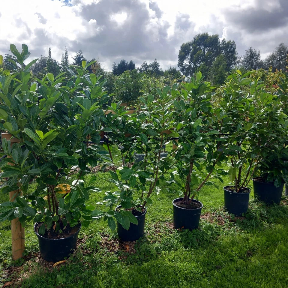 Laurel hedging plant(s) 20/30l pot 180-200cm height