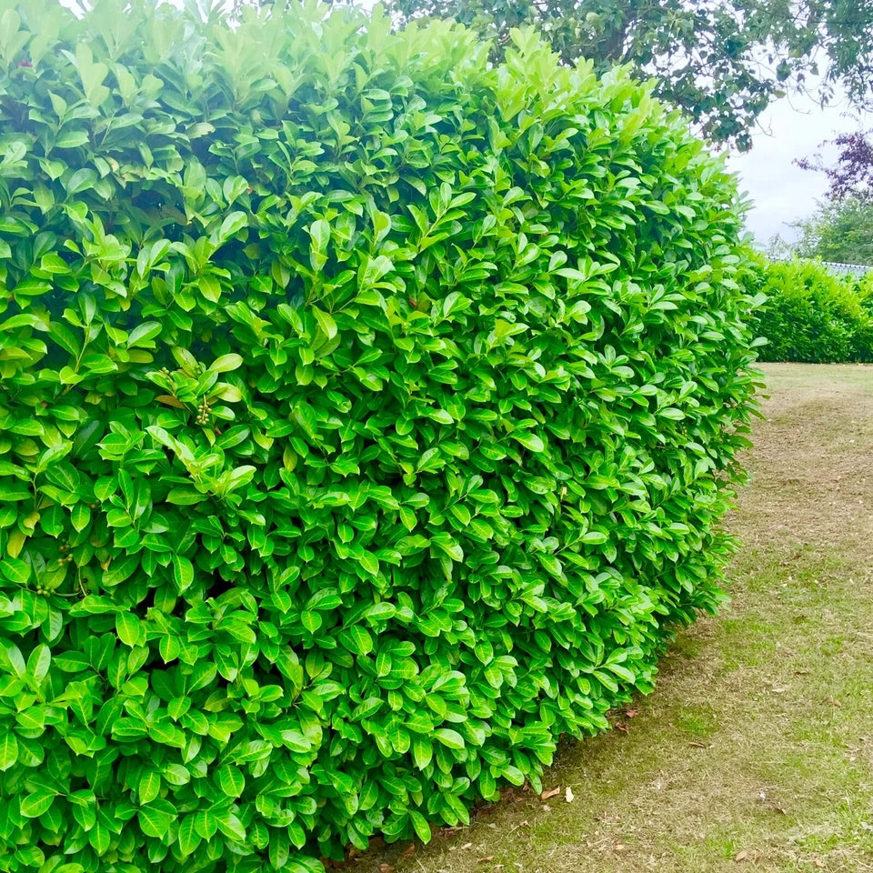 2-3ft Cherry Laurel Hedging 60-90cm Evergreen Laurels for hedging 2l potted