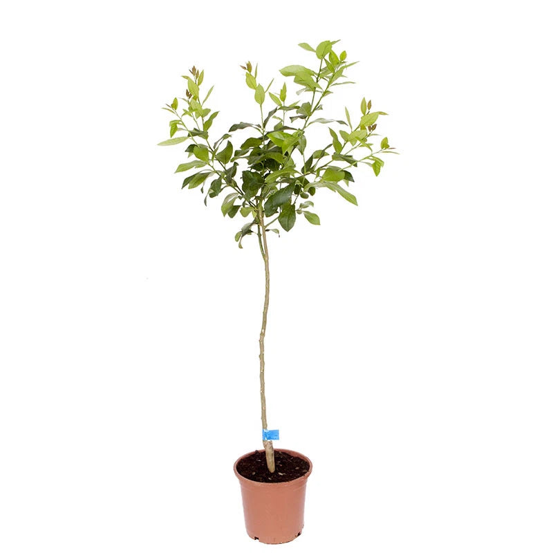 Orange Tree Plant Large Fully Mature Seedless Citrus Fruit in Pot 80cm Tall