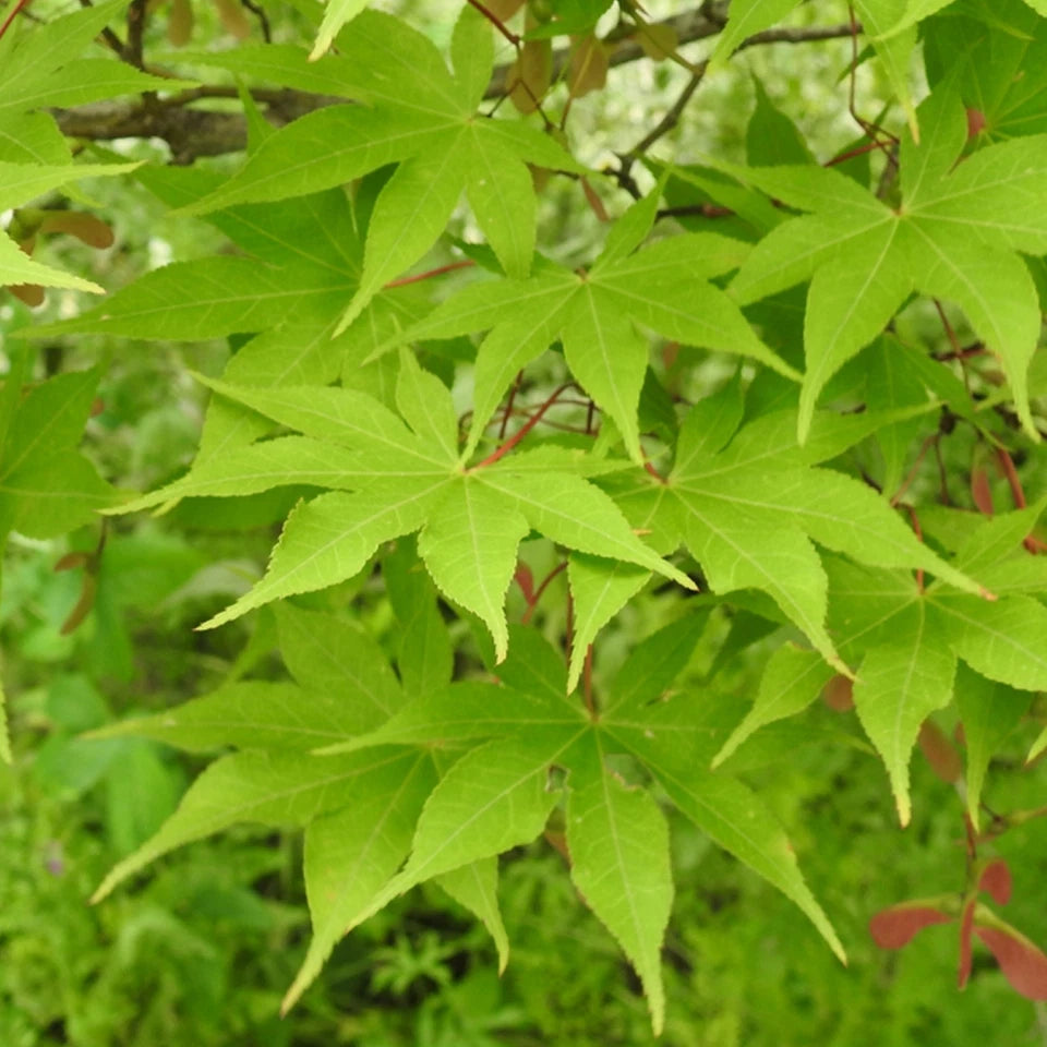 Acer palmatum 'Osakazuki', Japanese Maple Deciduous Garden Plant Tree In Pot