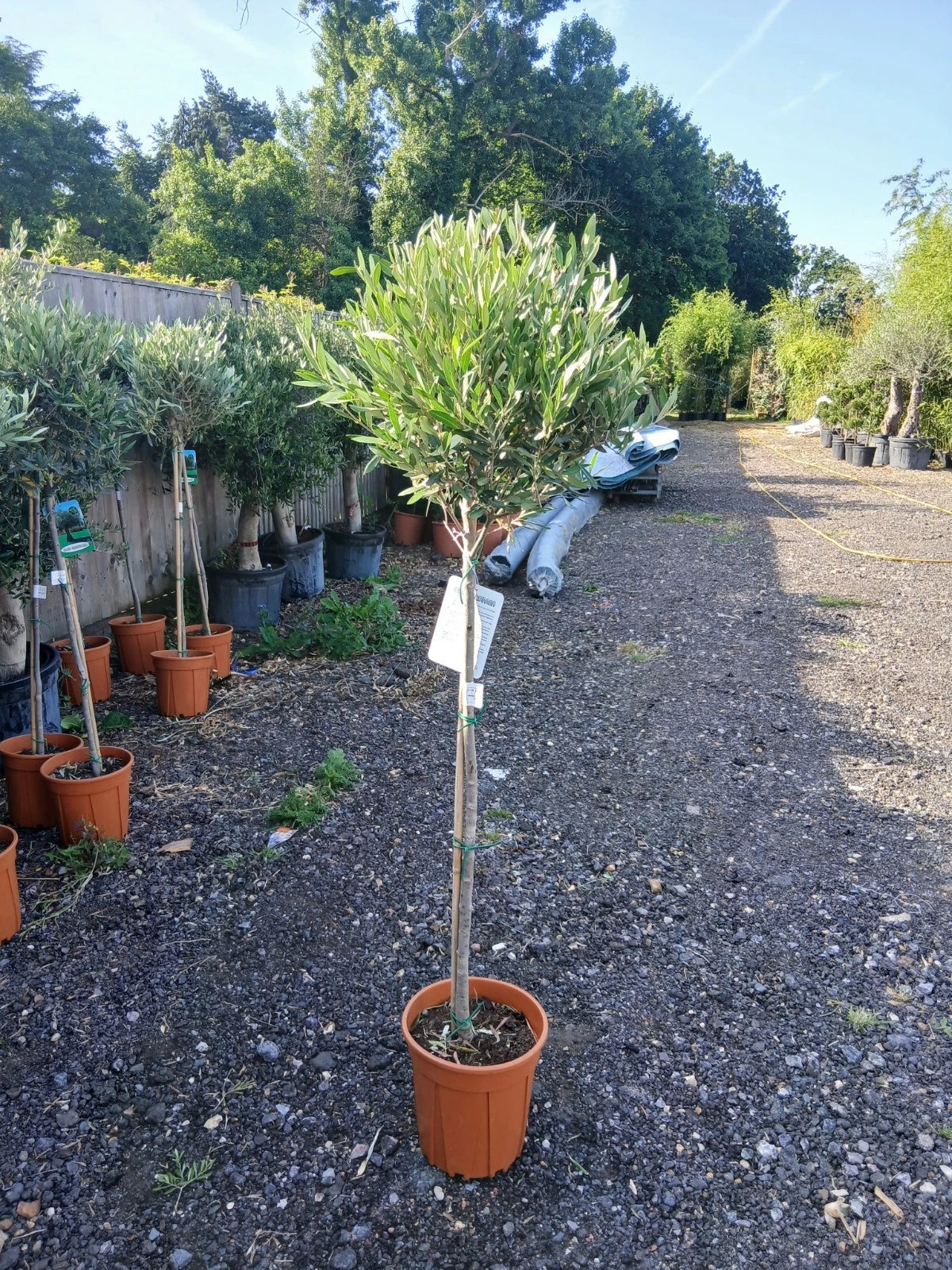 A pair of Standard Olive Trees approx.90cm inc.pot