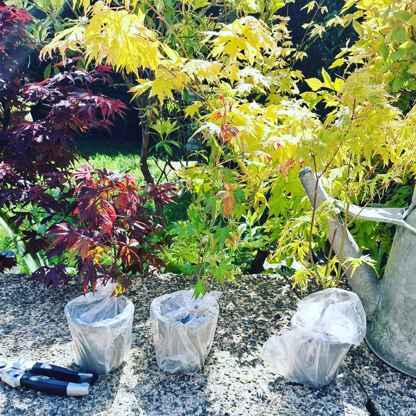 3 x Acer Plant Collection - 11cm Pots - Vars Atropurpureum - Orange Dream