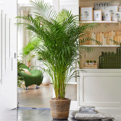 Areca Palm Large Indoor House Plant Real Tropical Exotic Evergreen Tall