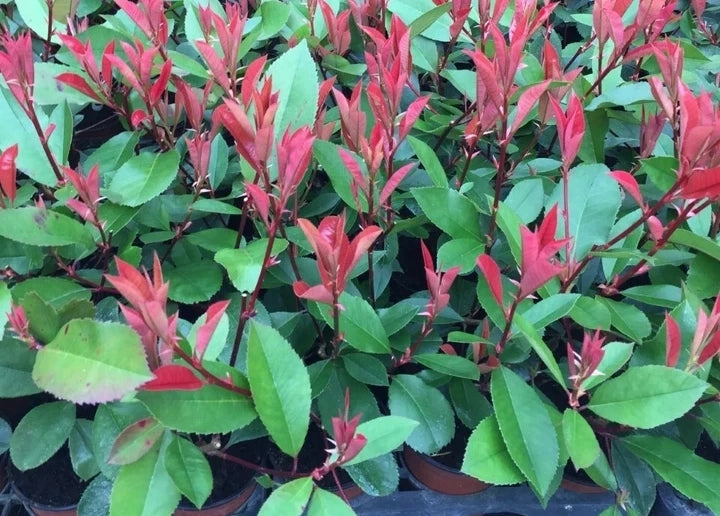 100 Red Robin Hedging Photinia Evergreen Plants Fast Growing 25-40cm Potted