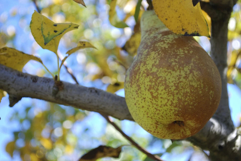 Conference Pear Tree 4-5ft Tall, Self-Fertile & Heavy Cropper, Ready to Fruit