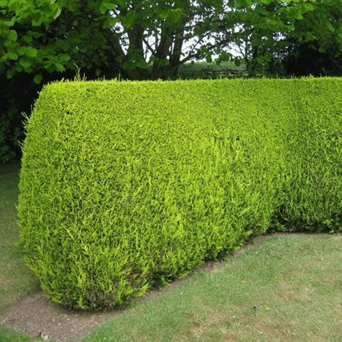 10x LEYLANDII GOLD | EVERGREEN CONIFER HEDGING 30-60cm