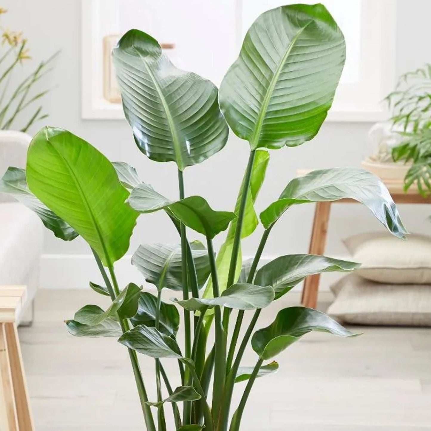 Strelitzia nicolai | 35-45cm Potted White Bird of Paradise | Indoor Plant Gift
