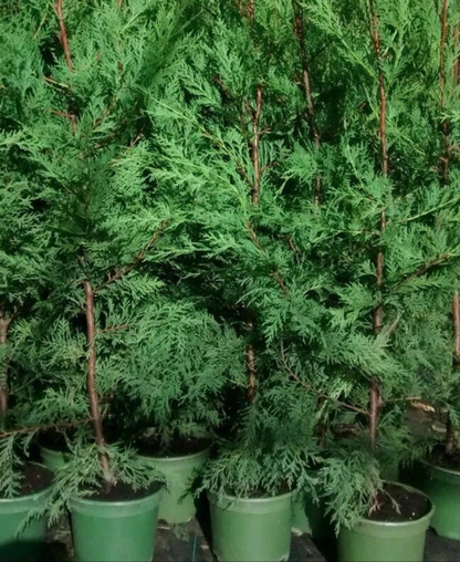 6X LEYLANDII CONIFER HEDGING GREEN CONIFER TREES PLANTS 2 LT POTS 70-90 CM TALL