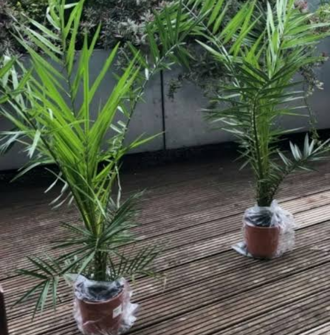 Pair of Hardy Phoenix Palm Canariensis Exotic Trees 60-80cm Tall in a 14cm Pot