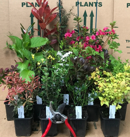 5X MIXED ESTABLISHED GARDEN SHRUBS - HIGH QUALITY POTTED HARDY GARDEN PLANTS