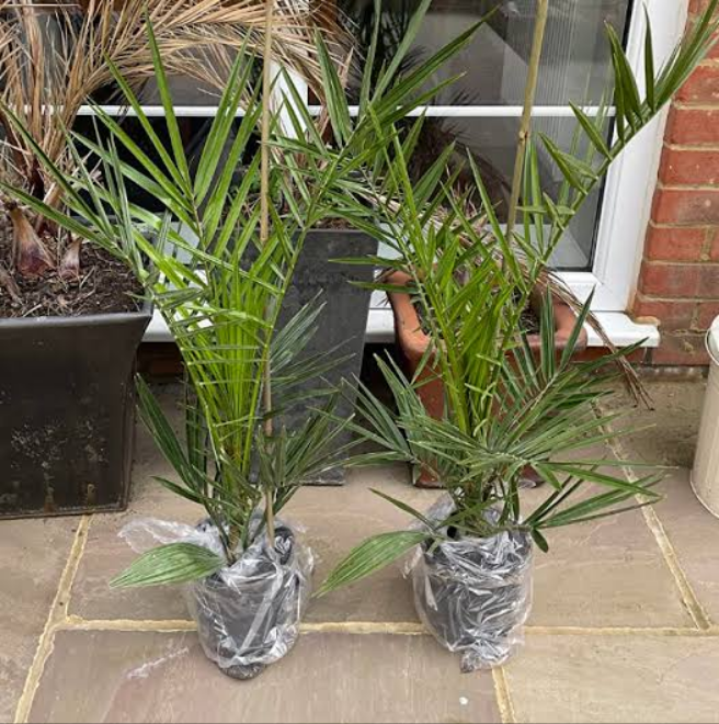 Pair of Hardy Phoenix Palm Canariensis Exotic Trees 60-80cm Tall in a 14cm Pot