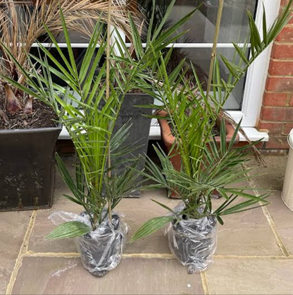 Pair of Hardy Phoenix Palm Canariensis Exotic Trees 60-80cm Tall in a 14cm Pot