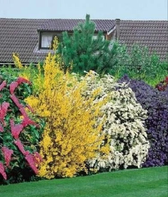 10X MIXED ESTABLISHED GARDEN SHRUBS - HIGH QUALITY POTTED PLANTS NOT PLUG PLANTS