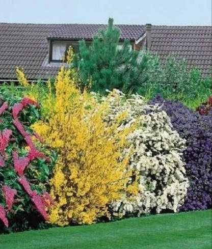 10X MIXED ESTABLISHED GARDEN SHRUBS - HIGH QUALITY POTTED PLANTS NOT PLUG PLANTS
