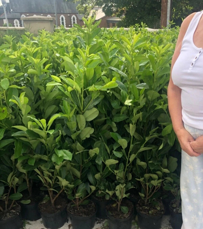 10x 6-7ft INSTANT Hedge Cherry Laurel Healthy Established Evergreen