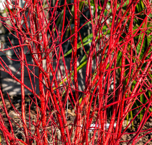 10 Red Dogwood 2-3ft Hedging Plants, Beautiful Red Bark Cornus Alba Sibirica