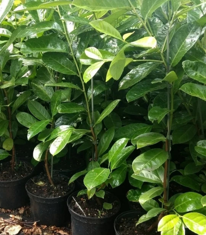 100 Cherry Laurel Hedging 40-60cm Tall Potted