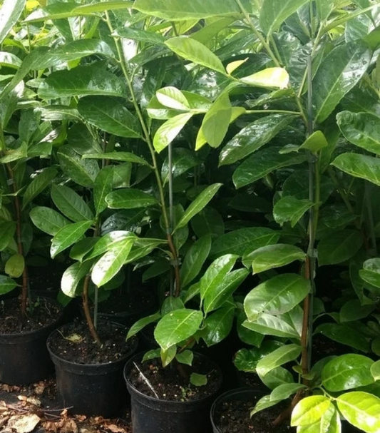 10 Cherry Laurel Hedging Plants 30-50cm Tall Potted