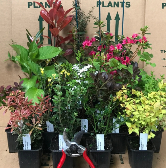 5 x Mixed Established Garden Shrubs In 9cm Pots