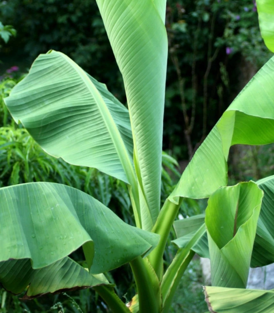 Banana Tree - one of the only hardy Edible banana fruits! Allotments etc!