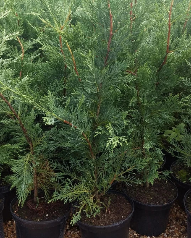 6X LEYLANDII CONIFER HEDGING GREEN CONIFER TREES PLANTS 2 LT POTS 70-90 CM TALL