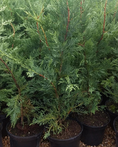 6X LEYLANDII CONIFER HEDGING GREEN CONIFER TREES PLANTS 2 LT POTS 70-90 CM TALL