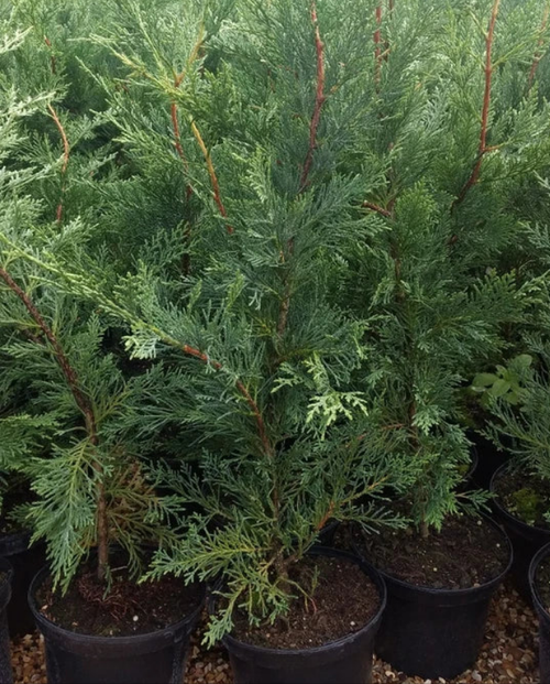 6X LEYLANDII CONIFER HEDGING GREEN CONIFER TREES PLANTS 2 LT POTS 70-90 CM TALL