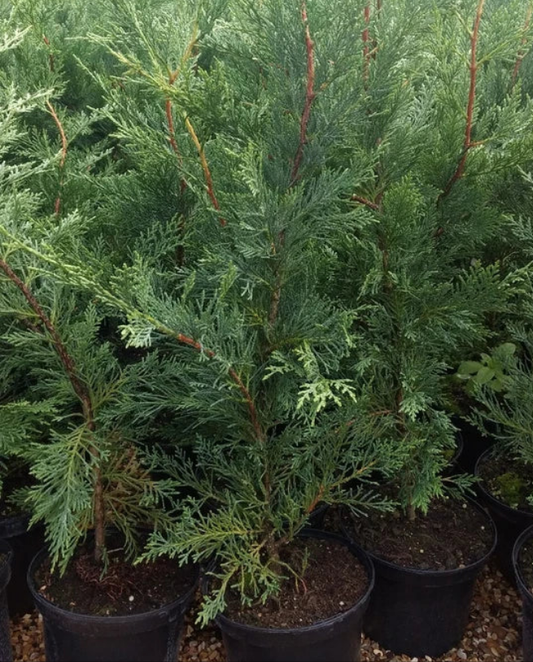 6X LEYLANDII CONIFER HEDGING GREEN CONIFER TREES PLANTS 2 LT POTS 70-90 CM TALL