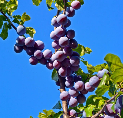 Czar Plum Tree 4-5ft Self Fertile,Ready to Fruit,Good For Cooking or Eating