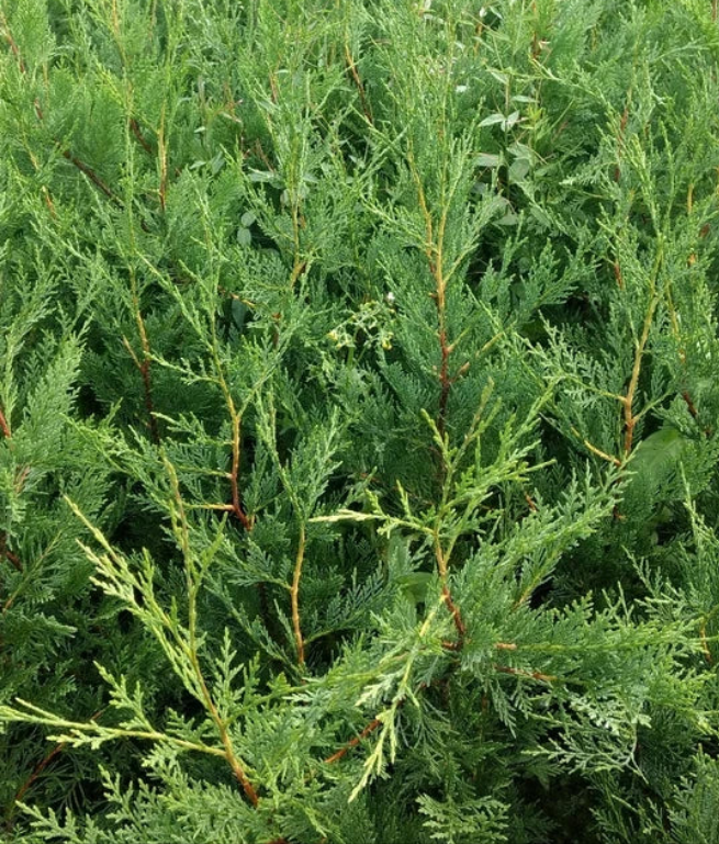6X LEYLANDII CONIFER HEDGING GREEN CONIFER TREES PLANTS 2 LT POTS 70-90 CM TALL