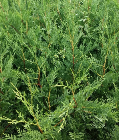 6X LEYLANDII CONIFER HEDGING GREEN CONIFER TREES PLANTS 2 LT POTS 70-90 CM TALL