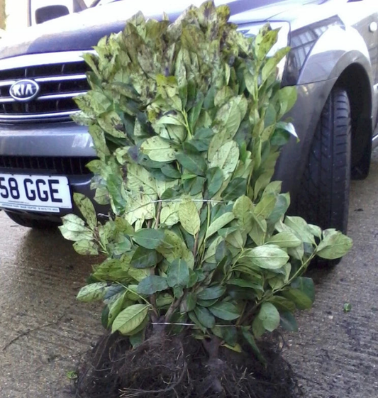 25x Laurel Garden Evergreen hedge plants bare root hedging 3-4ft