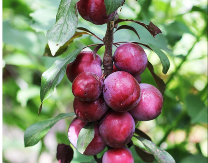 Big Juicy Victoria Plum Tree, 4-5ft Tall, Sweet Juicy and Tasty, Ready to Fruit