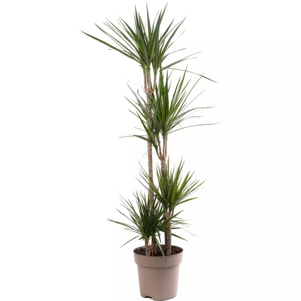 Dragon Tree Large Indoor House Plant Real Evergreen Tall Exotic Big Rare Plants