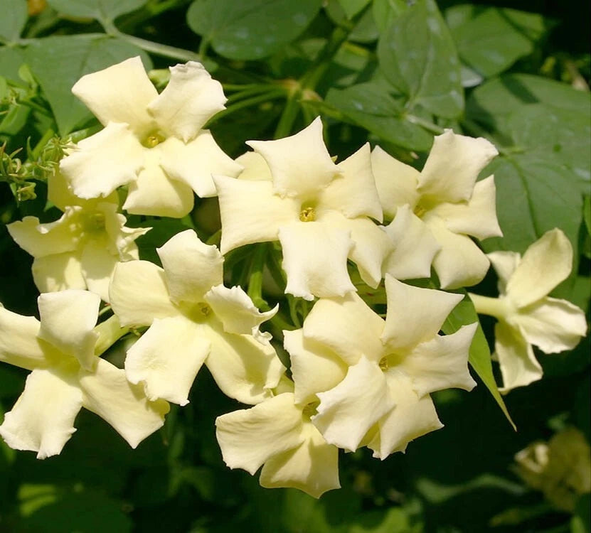 JASMINE JASMINUM CLIMBER PLANT CLOTTED CREAM 9CM POT