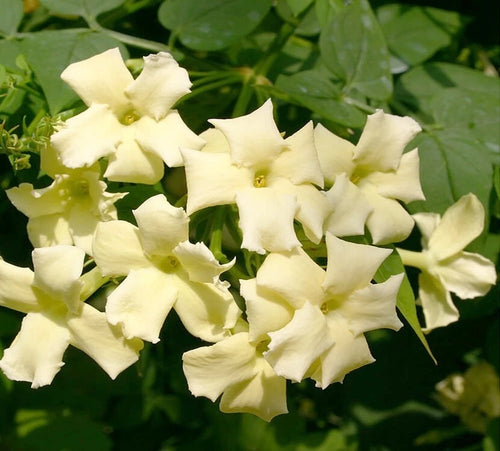 JASMINE JASMINUM CLIMBER PLANT CLOTTED CREAM 9CM POT
