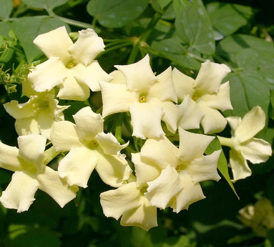 JASMINE JASMINUM CLIMBER PLANT CLOTTED CREAM 9CM POT